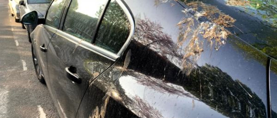 Kuş Pisliği Araç Boyasına Zarar Verir Mi, Nasıl Temizlenir?