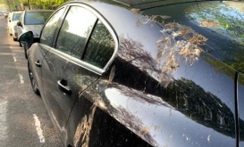 Kuş Pisliği Araç Boyasına Zarar Verir Mi, Nasıl Temizlenir?